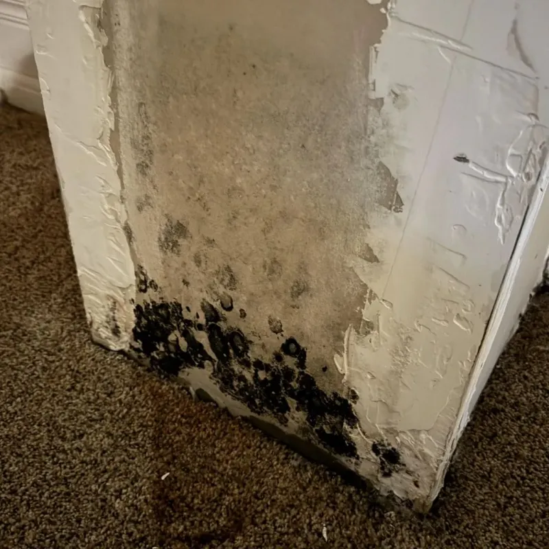 Professional Mold Removal in Kingsland, GA